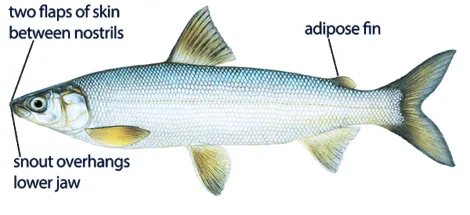 Fisheries get one-time funding for whitefish restoration